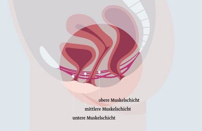 Die Muskulatur im weiblichen Beckenboden Das Diagramm zeigt die drei Muskelschichten des weiblichen Beckenbodens: die obere Muskelschicht, die mittlere Muskelschicht und die untere Muskelschicht. Jede Schicht ist durch verschiedene Farben gekennzeichnet, um ihre Lage und Struktur zu verdeutlichen.