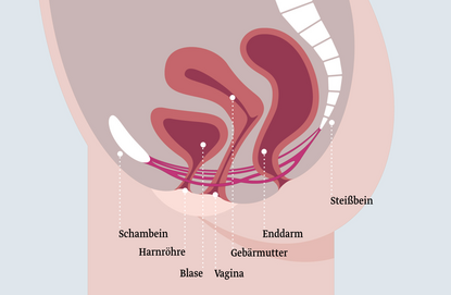 Der weibliche Beckenboden Diagramm des weiblichen Unterleibs mit Beschriftungen der wichtigen Organe: Schambein, Harnröhre, Blase, Vagina, Gebärmutter und Enddarm. Die Position dieser Organe wird durch eine schematische Darstellung verdeutlicht.