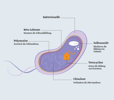 Wirkung von Antibiotika auf Bakterien Wirkung von Antibiotika auf Bakterien