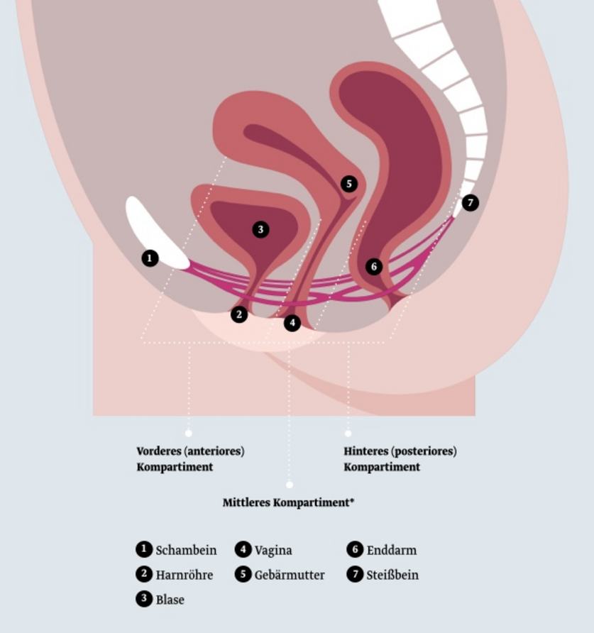 Die Kompartimente des weiblichen Beckenbodens Diagramm des weiblichen Beckens mit den drei Hauptkompartimenten: vorderes, mittleres und hinteres. Es zeigt die Position von Schambein, Vagina, Harnröhre, Blase, Gebärmutter, Enddarm und Steißbein. Zahlen unter der Abbildung beziehen sich auf die jeweiligen anatomischen Strukturen.