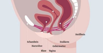 Der weibliche Beckenboden Schematische Darstellung des weiblichen Beckens mit den wichtigsten Organen, einschließlich Schambein, Harnröhre, Blase, Vagina, Gebärmutter, Enddarm und Steißbein. Die Organe sind farblich hervorgehoben und beschriftet, um ihre Lage und Verbindung zueinander zu verdeutlichen.